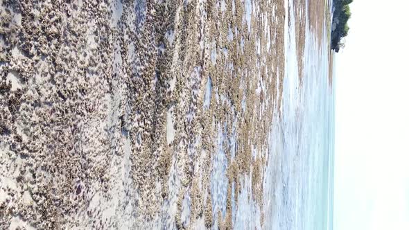 Zanzibar Tanzania  Vertical Video of Low Tide in the Ocean Near the Coast Slow Motion