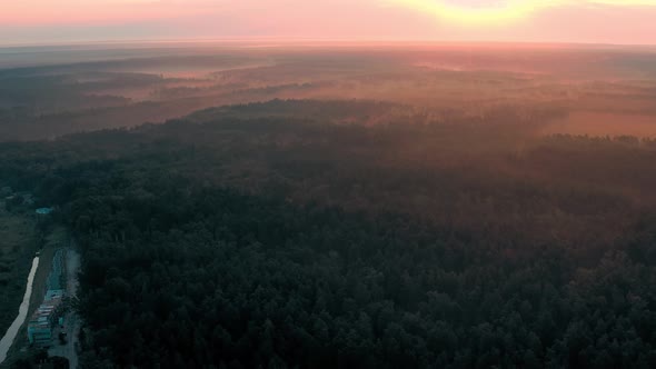 Aerial View of Forest at
