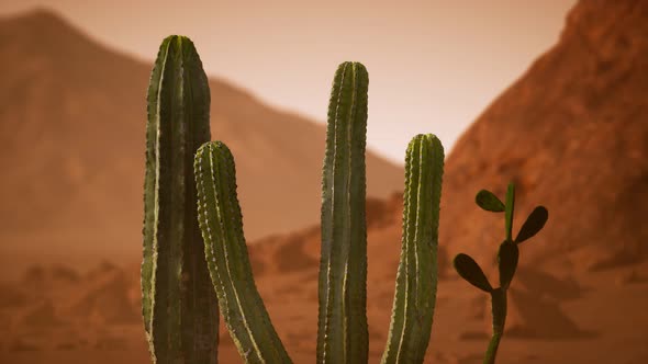 Arizona Desert Sunset with Giant Saguaro Cactus