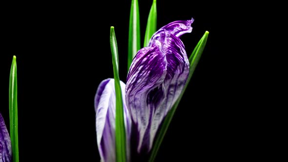 Purple Crocus Flower Opening and Wilting in Time Lapse on a Black Background