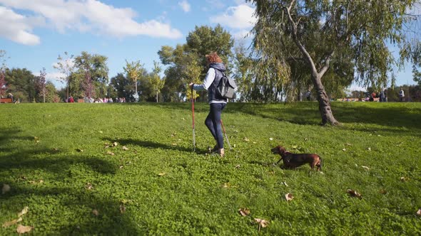 Caucasian Thin Elderly Woman Active Leisure Scandinavian Walking with Sticks and Dachshund Dog in
