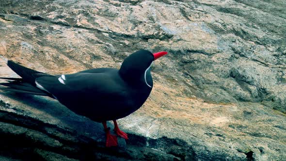 Inca Tern sea bird with red beak and legs preparing to take off from a rock surface, close up shot