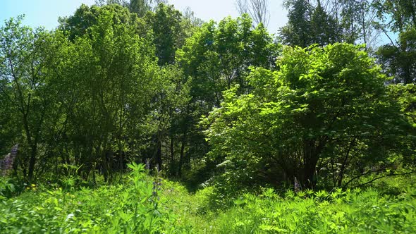 Walk in the green forest