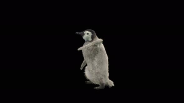 Penguin Dancing 4K