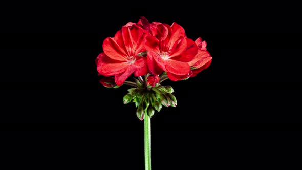 Red Pelargonium Flowers Blooming in Time Lapse on a Black Background. Beautiful Neon Red Geranium