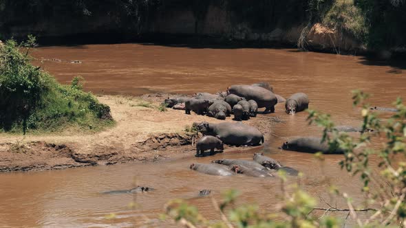 Hippos in the Wild