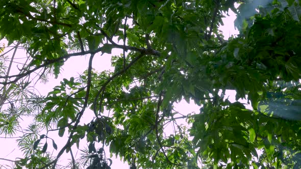 Sunrays Coming Through Thick Trees Leaves On A Sunny Day