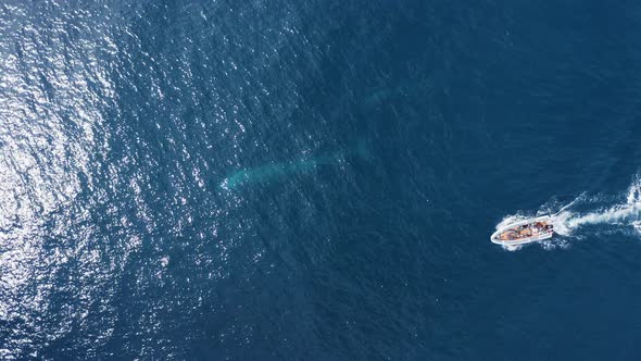 Aerial view of a sperm whale sin the ocean, Azores, Portugal.