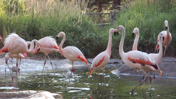 Flamingos wandering around in pool of water