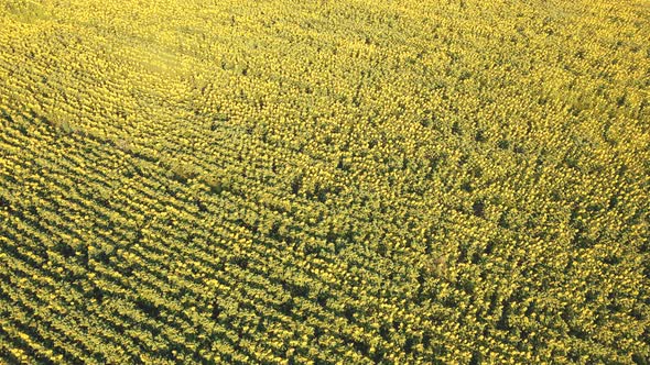 Aerial View of a Sunflower Field on a Sunny Day