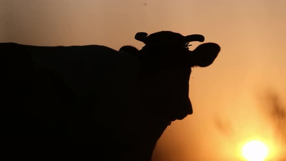Sunset on the Meadow Silhouette of a Cow During a Beautiful Sunset in Rural America