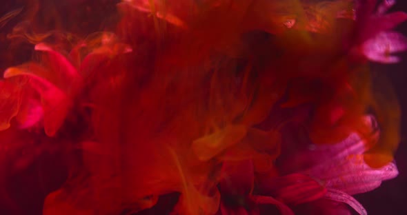 Clouds of Yellow Ink Are Falling on a Red Flower Underwater