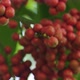 Wild Cherry Berries 2 - VideoHive Item for Sale
