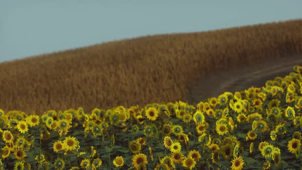 Field of Blooming Sunflowers on a Background Sunset