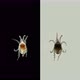 Acari(mite) living in water under a microscope, the superfamily Halacaroidea - VideoHive Item for Sale