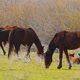 Wild horses - VideoHive Item for Sale