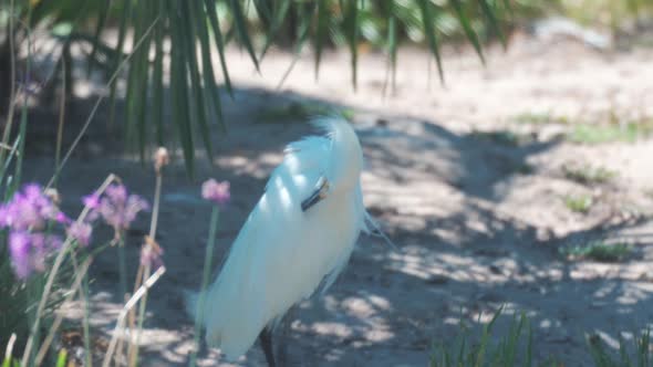 Egret preening itself near a pond.