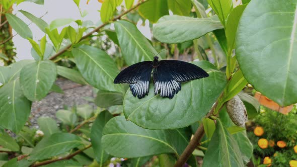 Close up of male Papilio Memnon, or Great Mormon Butterfly, resting on leaf