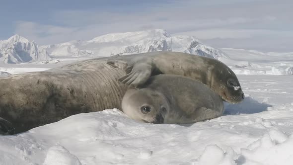 Antarctic Weddell Seal Mother Care Cute Puppy