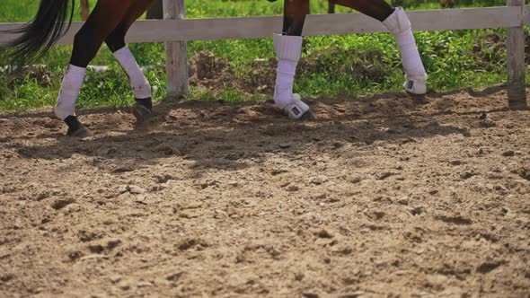 Horse Running With Stocking On Its Legs  Rider On The Back Of The Bay Horse