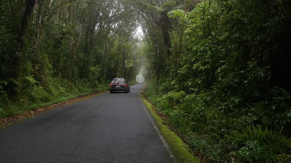 Car Driving Under Beautiful Trees 4K