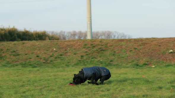 Active Black Cane Corso Dog Play Running Jumping With Plate Frisbee Toy Outdoor In Park