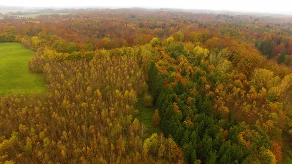 Aerial view of the autumn forest in cloudy weather