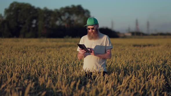 Male Agronomist Checks the Quality of Wheat Field of Wheat