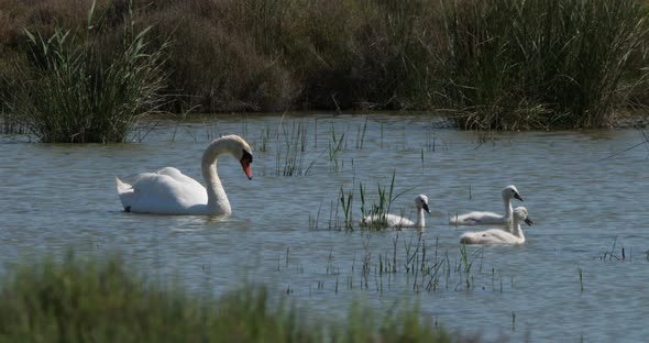 Family of swans swimming in the Camargue, France
