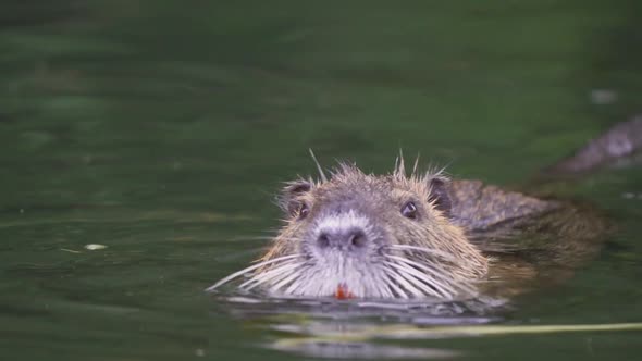 Close up of a coypu feeding green leaves with its big orange incisors while floating on a lake. Slow