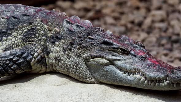 Siamese crocodile with open mouth (Crocodylus siamensis)