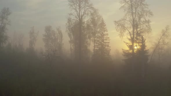 Forest at Sunrise