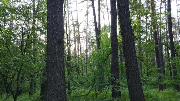 Summer Forest with Pine Trees Slow Motion