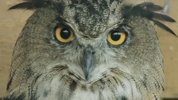 EXTREME CLOSE UP Eurasian Eagle owl looking straight into the lens
