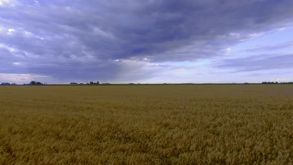 Wheatfield beneath ominous sky