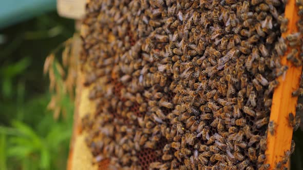 Working bees on honey cells. Many useful insects on frame near hive. Selective focus.