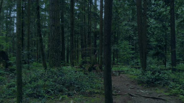 Passing Along Forest Trail In The Evening