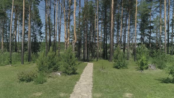 Drone view of A path of stones among trees. Grass around the edges. 07