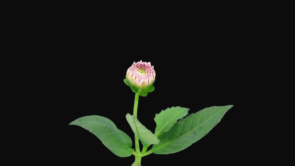 Time-lapse of opening pink dahlia (Georgine) flower