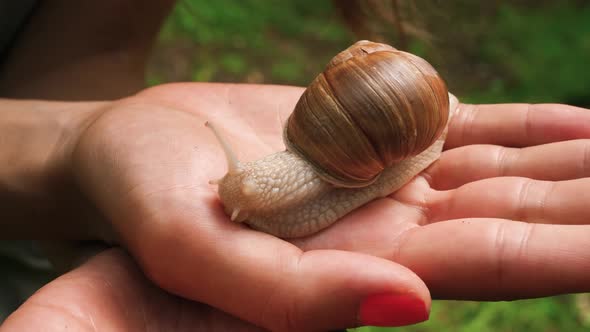 Close up a of a cute large white snail with eyes extended crawling slowly on a woman’s hands.