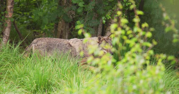 Wild Male Wolf Running in the Grass in the Forest