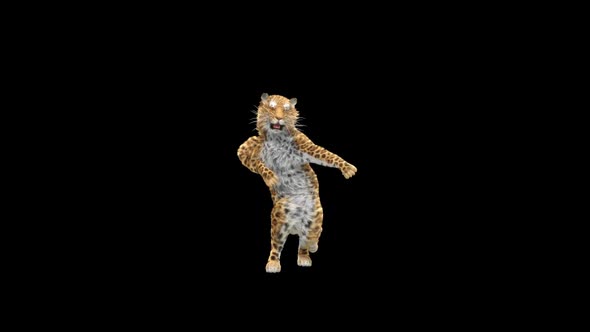 Leopard Dancing HD