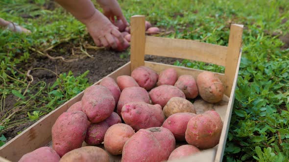 Close Up Front View Potatoes in Wooden Box Hands Harvest Potatoes From the Ground Unrecognizable