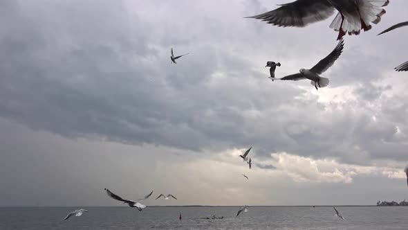 Flock Of Hungry Seagulls Flying In Gray Cloudy Sky 2