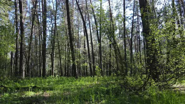 Green Forest During the Day Aerial View