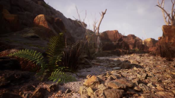 Dry Dead Tree Branches and Mountain Ridge