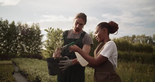 Multiracial Gardeners Fertilizing Potted Plant on Farm