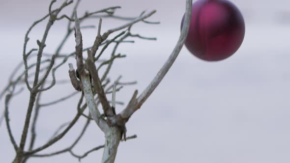 Young woman decorates tree branches with Christmas decorations, red xmas ball, outdoor, overcast day