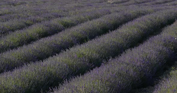 Field of lavenders,Ferrassieres, Provence, France