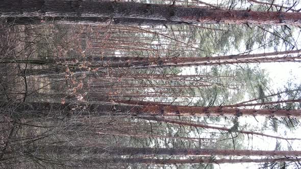 Vertical Video of Trees in a Pine Forest Slow Motion